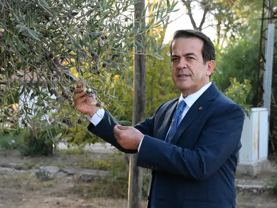 Antalya Tavşan Yüreği Zeytinyağı Litresi 1500 TL 4